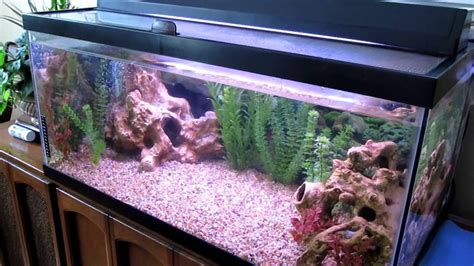 best fish for a 40 gallon tank|rimless 40 gallon breeder tank.